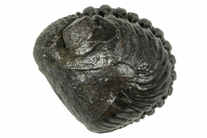 Wide, Enrolled Pedinopariops Trilobite - Excellent Eyes #347757